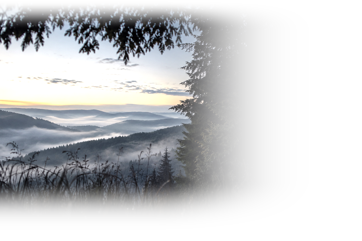 Głęboka mglista dolina o świcie, warstwy grzbietów ginące we mgle, kadr przez ciemny świerk
